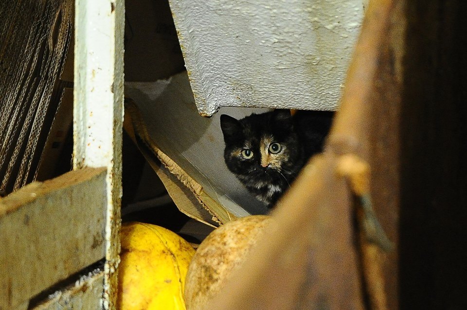 Seafaring stowaway cat to get help on land - Life With Cats