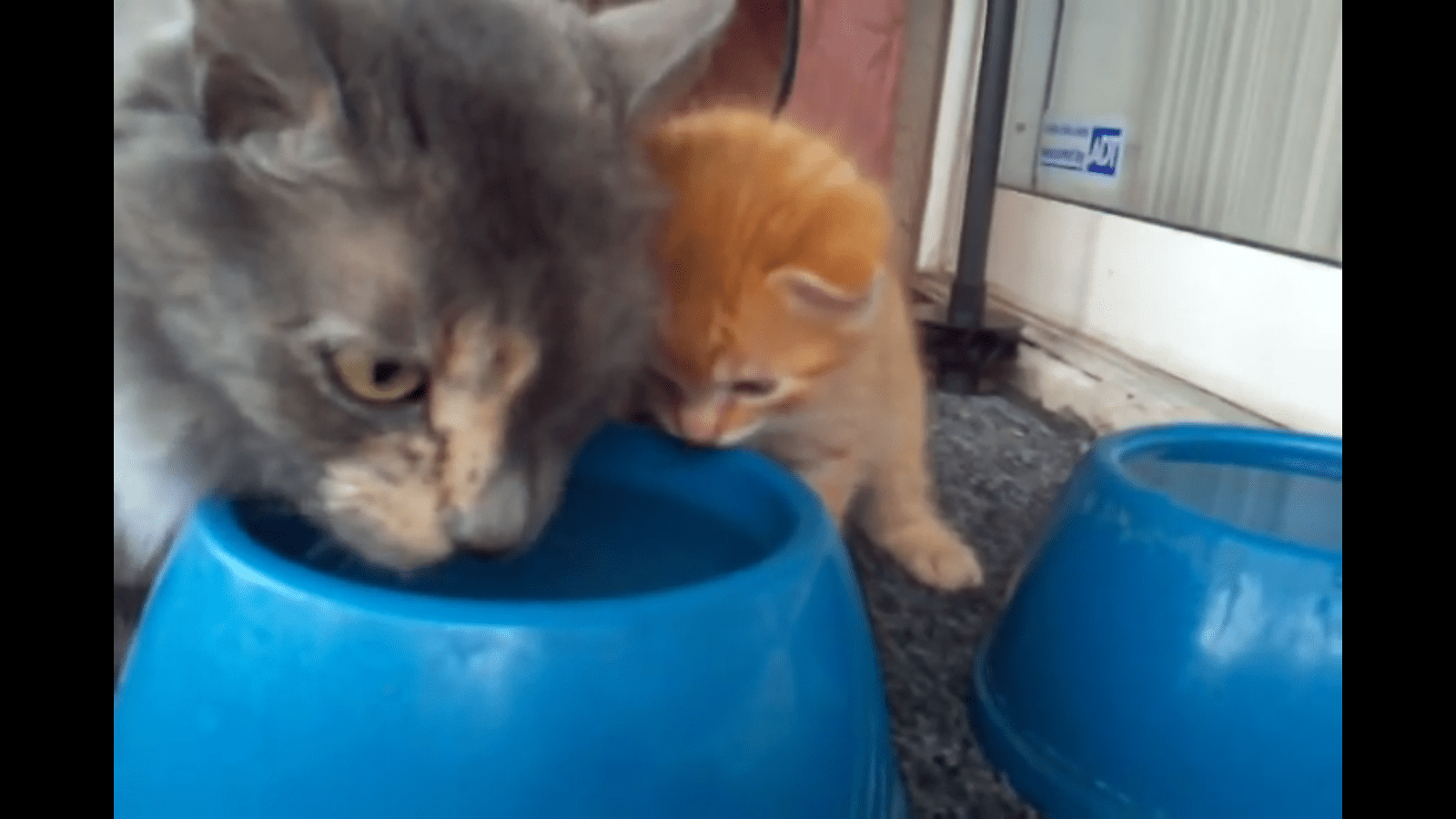 kitten water bowl