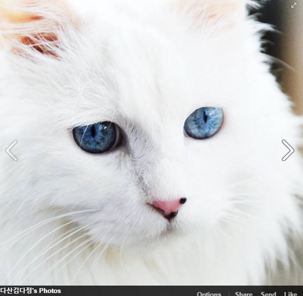 cat white with blue eyes