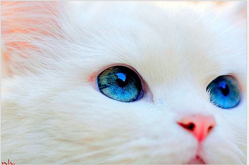 cats with bright blue eyes