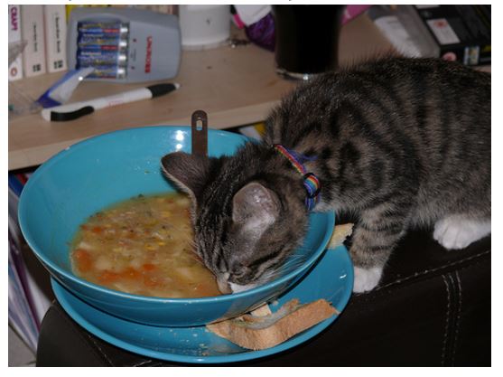 gourmet soup cat food