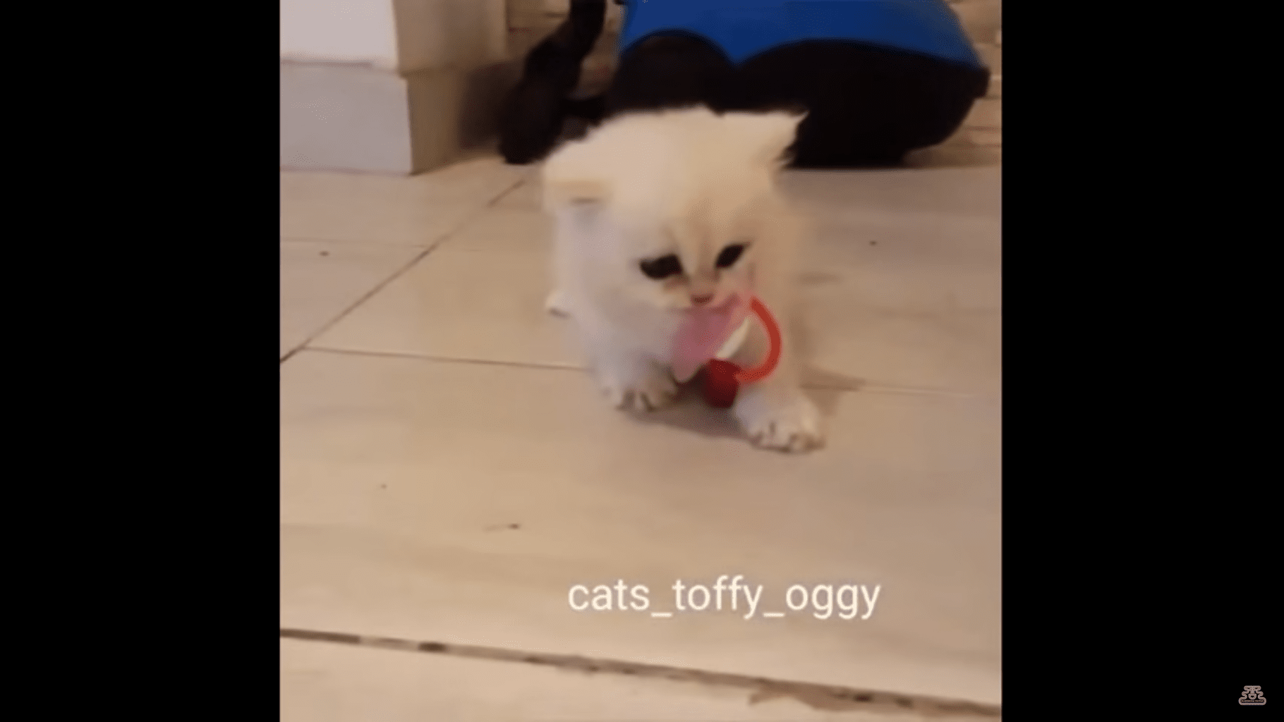 Kitten Loves His Pacifier Toy - Life 