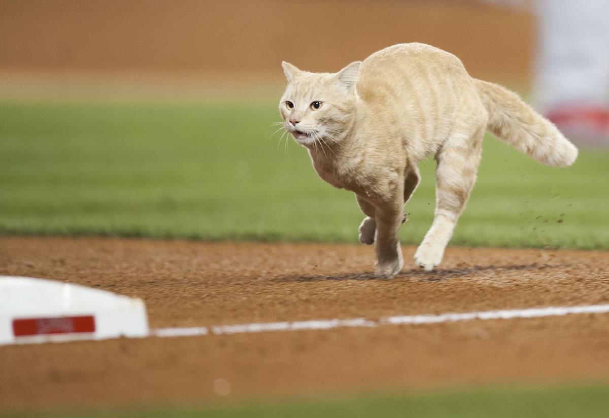 Включи кот бегать. Кот бежит. Спортивный кот. Кот убегает. Кошачьи бега.