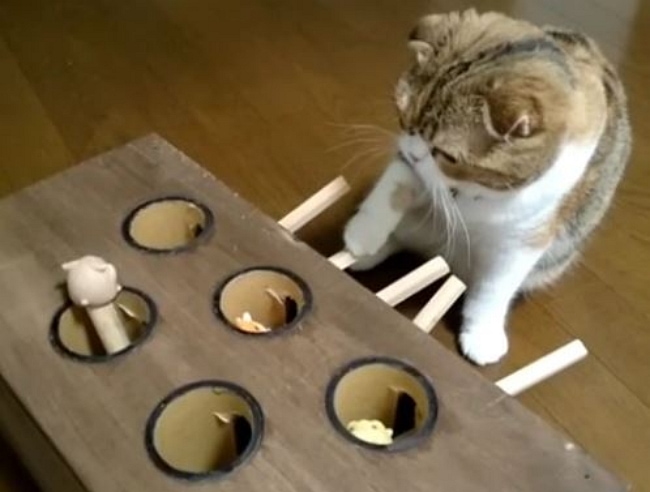 whack a mole cat toy