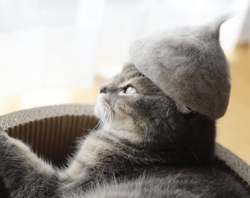 No Use for Fur Balls? These Cats Wear Them as Hats