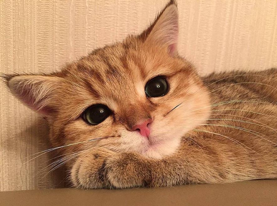 The Cats of Instagram: Have You Seen These?