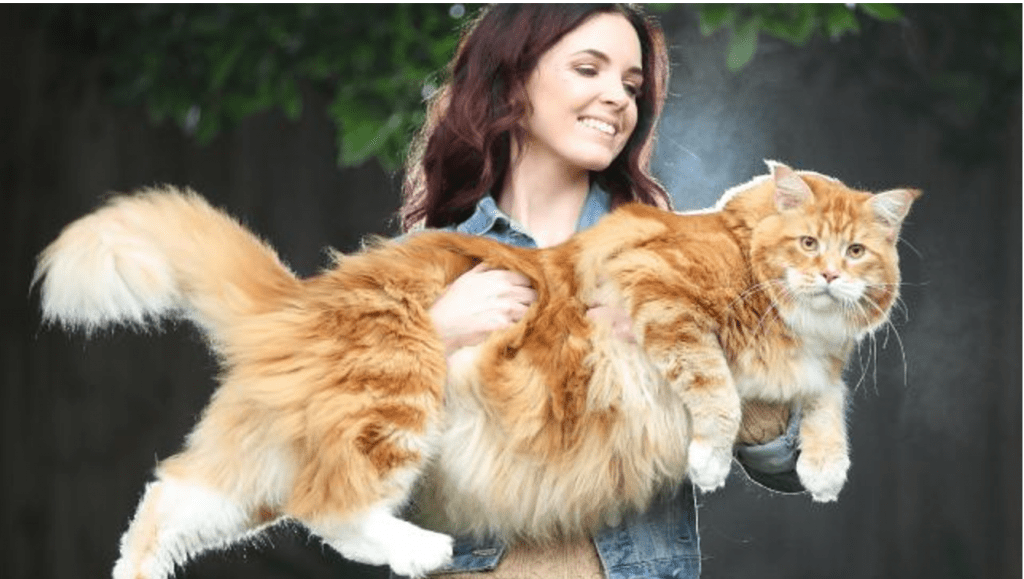Longest Cat in the World? | Life With Cats