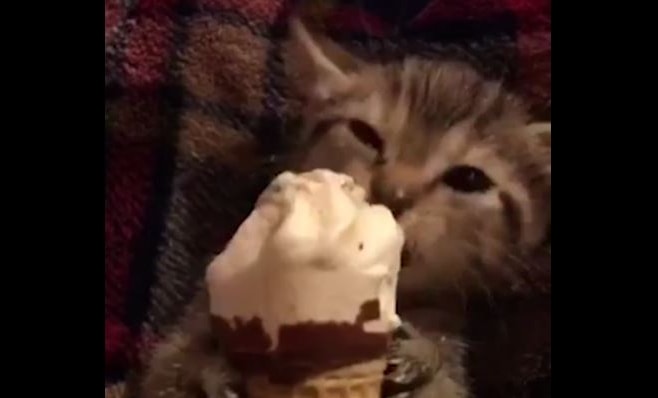 Watch as This Kitten Gets in His Licks - Life With Cats