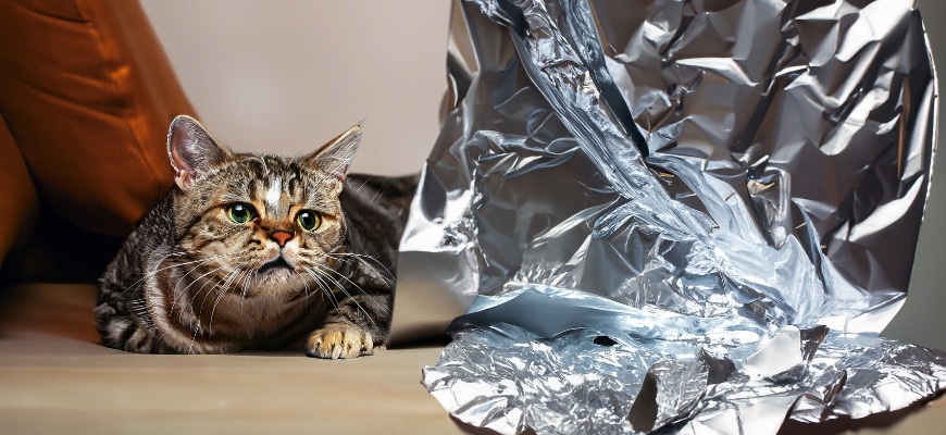 Why Do Cats Hate Aluminum Foil So Much? A Vet Explains - DodoWell